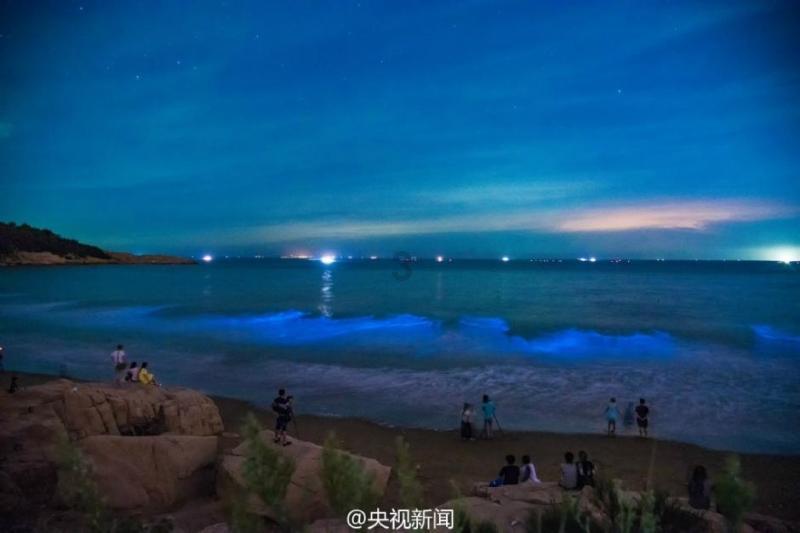 市人大代表连续追踪7年，建议加大种源创新和创意设计——白玉兰绽放海上，焕活城市美学徽章
